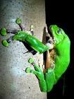 foto de Steamy Frogs