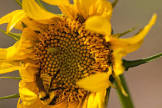 foto de Sunflowers