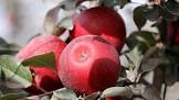 foto de Crimson Apple