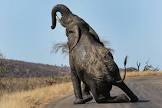foto de Elephant Tree