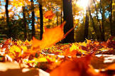 foto de Folhas de Outono