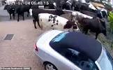 foto de Cows in Chaos