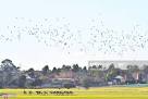 foto de A Flock of Seagulls