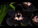 foto de Black Orchid