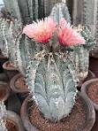 foto de Flor de Cactus